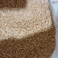 گندم|عمده‌فروشی|ملایر, |دیوار