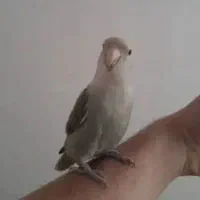 پرندگان