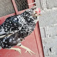 تخم نطفه دار مرغ گلین اصل|حیوانات مزرعه|گرگان, |دیوار