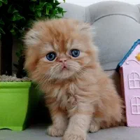 گربه.پرشین و اسکاتیش لانگ هیر