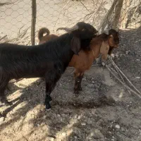 باسلام  2  راس چپش نر یکیش 2 ساله یکیش 7 ماهه|حیوانات مزرعه|افزر, |دیوار