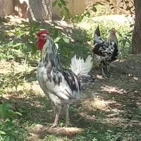 ۷تا مرغ محلی وگلین و۷تا بوقلمون ماده تخم گزار