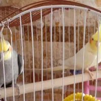جفت عروس هلندی