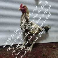 خروس لاری|حیوانات مزرعه|تهران, هفده شهریور|دیوار