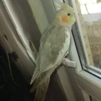عروس هلندی گمشده ده میلیون مژدگانی