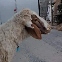 شک وزن سنجابی