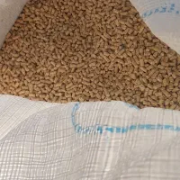 دان مرغ|ماهی|قم, شهرک فاطمیه|دیوار