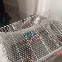 عروس هلندی نر‌ماده تخم جوجه|پرنده|اسفراین, |دیوار