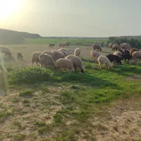 میش بره داشتی