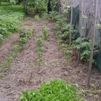 باسلام خانه حیاط دار متراژ ۱۵۰ متر