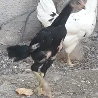 جوجه لاری