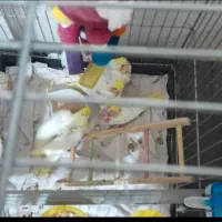 لوتینو دستی دو و سه ماهه