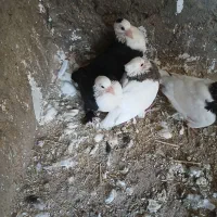 کبوتر طوقی سر سفید