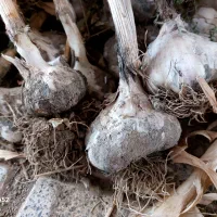 سیر محلی تازه