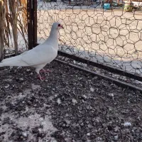 پرنده|پرنده|برازجان, |دیوار