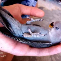 کوتوله کاسکویی فوق دستی معاوضه