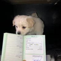 سگ جیبی شیتزو فلت