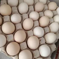 فروش تخم مرغ بومی|خوردنی و آشامیدنی|کاشان, راوند|دیوار