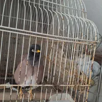 پرنده مینا سخنگو سالم باهوش