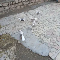 کبوتر خوشونع عقیقه|پرنده|چگنی, |دیوار