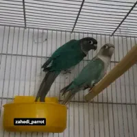 گیرنچیک مولد گرین چیک فروش کلی|پرنده|کرج, شاهینویلا|دیوار