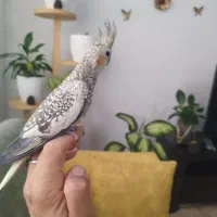 عروس هلندی نر و ماده|پرنده|آستانه اشرفیه, |دیوار