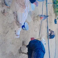 ۴ عدد بوقلمون فروش یکجا|حیوانات مزرعه|گلپایگان, |دیوار