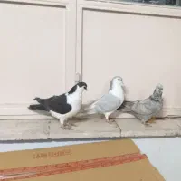 کفتر رنگه هوایی|پرنده|مشهد, کوشش|دیوار