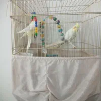 عروس هلندی البینو چش شرابی دستی