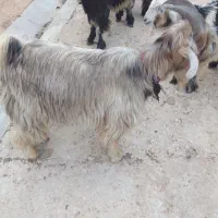 دو عدد تیشتر نر