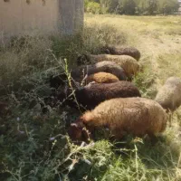 گوسفند