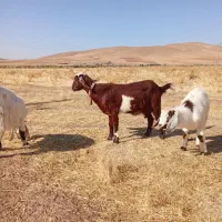 بز و دوعدد بزغاله نرو میش