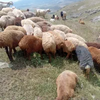 شیشک ماده