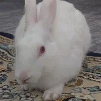 خرگوش نر