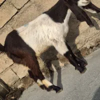 عربی گلابی اصل|حیوانات مزرعه|بیستون, |دیوار