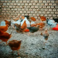 نیمچه گلپایگانی ۴ماهه