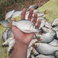 بچه ماهی کپور