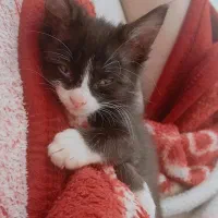 واگذاری بچه گربه دوماهه