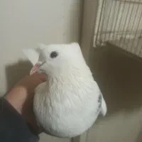 ماده کاکلی پا جغدی