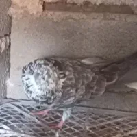 پرنده|پرنده|شاهین دژ, |دیوار