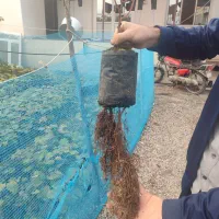 نهال کیوی تلخ|خدمات باغبانی و درختکاری|حویق, |دیوار