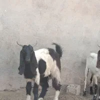 بز نی
