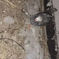 جوجه  مرغ شاخی