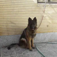 ژرمن ماده|سگ|کرمان, |دیوار