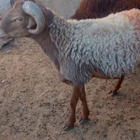 قوچ جوان چهار دندان به شرط برای نگه داری خوبه|حیوانات مزرعه|تربت جام, جامرود|دیوار