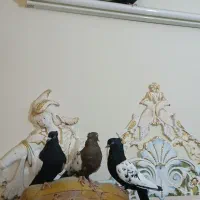 کفتر سینه ای|پرنده|شیراز, قصرالدشت|دیوار