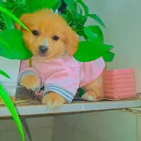 پودل پامر|سگ|رشت, دیانتی|دیوار