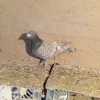 کبوتر پلاکی