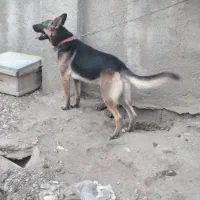 سگ ژرمن|سگ|ارزوئیه, |دیوار