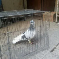 کفتر چادری گردن کلفت|پرنده|تهران, بروجردی|دیوار